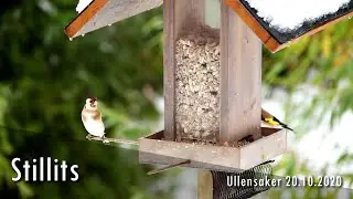Stillits på fuglebrettet
