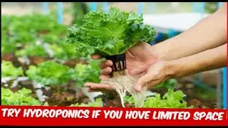 Hydroponic Gardening for Small Spaces: Grow More with Less!