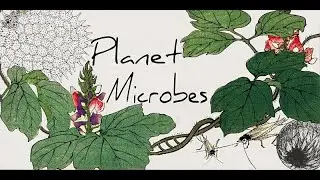 Planet Microbes: Diatoms & Microbiomes