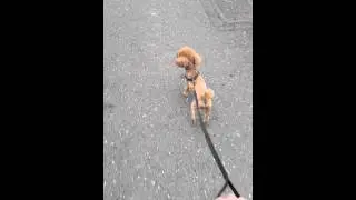 八輪滑板Stair-Rover