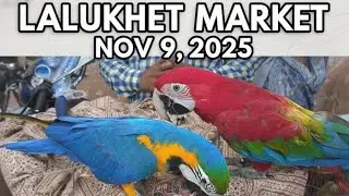 African Grey Parrot Lalukhet Big Birds Market Survey (Nov 9, 2025) | Macaw & Kashmiri Parrot Rates
