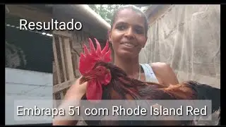 Cruzamento Embrapa 51 com Rhode Island Red : Resultado @Umarocanomeucoracao