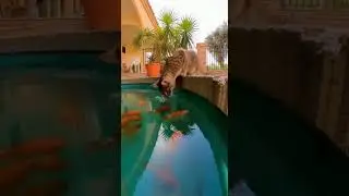 The cat is catching fish in the pond  #animals#animalvideo