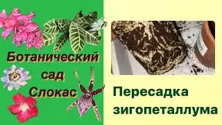 Пересадка орхидеи зигопеталлум.