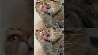 Cat Moments Daily