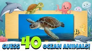 Real Ocean Animals Quiz: Guess 40 Ocean Animals in 3 Seconds!