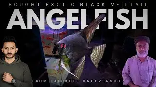 I Bought So Many Highfin Veiltail Black Angelfish From UNDERRATED Lalukhet Shop - Imran&rsquo;s World
