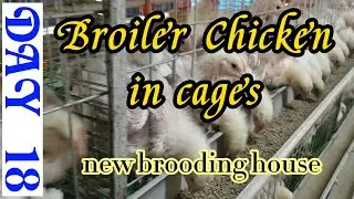 Broiler Chicken in cages plus new brooding house for broiler chicks