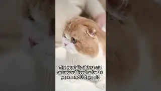 Trivia - The world's oldest cat