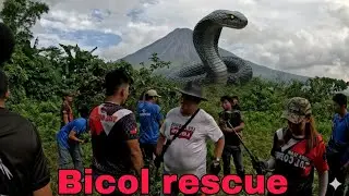 ANG LALA NG AHAS SA BICOL ANG LALAKI NITO #cobraprince 