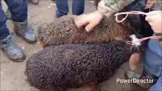 НАРХИ ПАРАНДАЮ ЧАРАНДА ДАР МОЛБОЗОРИ УЯЛИ