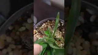 removing an air plant pup! #houseplants