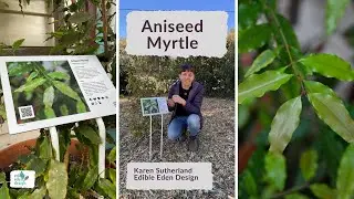 Aniseed Myrtle with Karen Sutherland