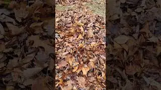 Spooky leaf #funny #skit