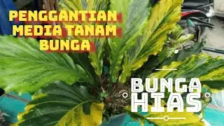 PERAWATAN # 0 || PROSES PENGGANTIAN MEDIA TANAMAN