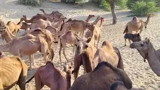 Camel 🐪 Drink water 💦