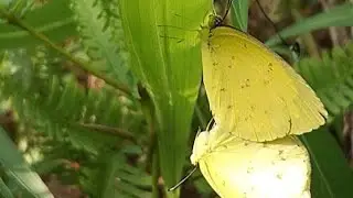 common Grass yellow butter flies/Euremea hecabe