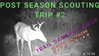Post Season Scouting trip #2. Florida Public Land. Trail Camera Pickup. Big bucks on camera