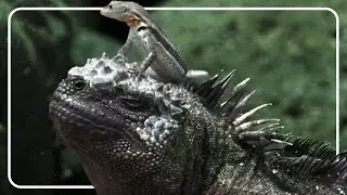 The Incredible Reptiles Of The Galapagos | Wild Galapagos | The Reptile Room
