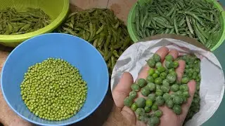 Best Way to Store Green Peas By Samra Hashmi |Matar freeze krnay ka treka