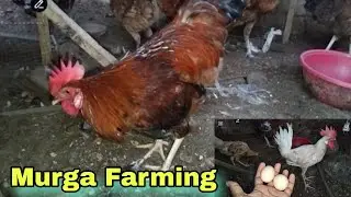 My Beautiful Hen's | Eggs Are Coming | Murga Farming | Golden Misri Hen's Farming | Pet's Vlog 