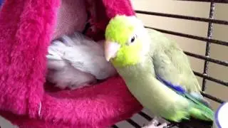 Smokey's 2nd Egg & her Poop