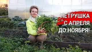 ПЕТРУШКА С АПРЕЛЯ ДО НОЯБРЯ!