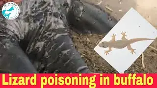 Lizard toxicity symptoms and treatment in cattle #drjavedKhoso.