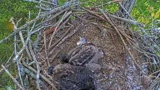 EP#420 #baldeagle Review birds in nest with nature #birdslovers #birdsounds #birdsnest #wildbirds