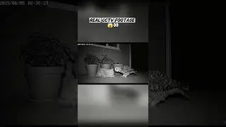 Owl and cat caught doing this together at 2:35 AM 😳