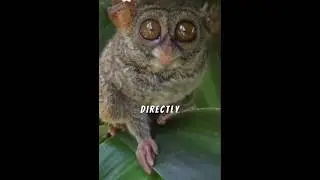Tarsiers Uncovered: Social Behaviors and Mating Mysteries!