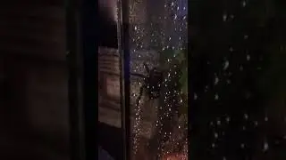 Tarantula Drinking Water