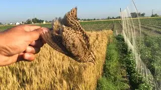 Quail Hunting | Hunting With Net | Hunting In Pakistan