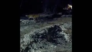 Forest animals near people. Лесные животные вблизи от людей.