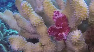Ulua Reef, Nov 10, 2017 - leaf scorpionfish!