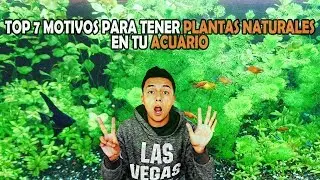 7 RAZONES por las cuales DEBES de TENER PLANTAS NATURALES en tu ACUARIO | AcuariosLP