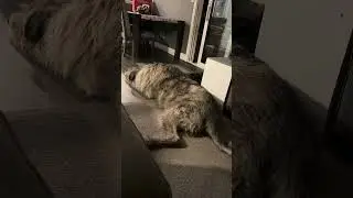 Sleepy boy