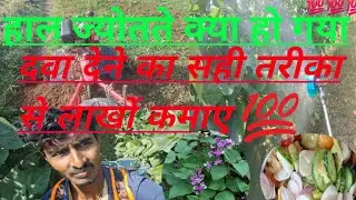 power weder: dolichos bean plant ! hyacinth beans recipe hyacinth beans / canavalia gladiata 