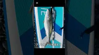 2025.8.8📍酒匂海岸#supfisherman#sup#fishing#supfishing#小田原#酒匂#釣り#海#サーフ#酒匂海岸#釣果#釣果情報#国府津海岸