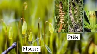 Procreation des mousses et des prêles 5min48 Y