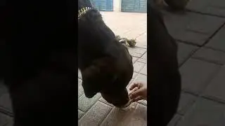 dog excitedly eating ice apple🍏🍎🤤😃 || Jhony || king of rottweiler || dog | #kingofrottweiler #shorts