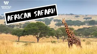 African Safari in Murchison Falls National Park, Uganda