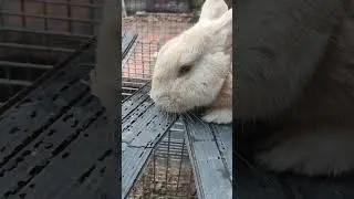 The cutest wabbit ever 🥰 #cute #wabbit #cuteanimals