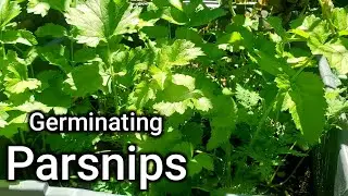 How To Germinate Parsnips 2 Ways-Which Method Works Better?