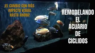 Cambiando el Sustrato del Acuario de Ciclidos | Remodelación