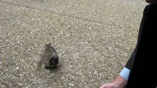 Dr. Dolittle and the Domesticated Squirrels