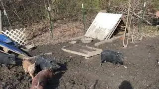 All the pigs and piglets at LSFO