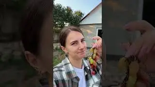 Special grape by Secret Vlog