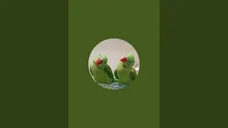 parrot talking videos is live!