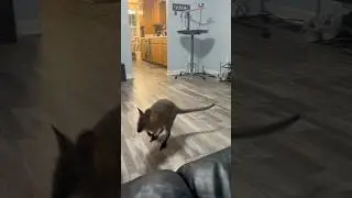 Wallaby jumps on couch #wallaby #joey